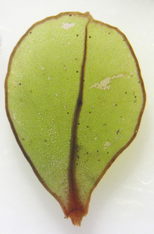 Rhizomnium punctatum